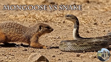 Mongoose vs Snake Documentary  Speed vs Venom Explained