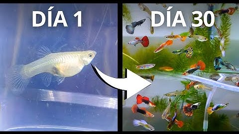 30 Días Después: La Evolución de este Criadero de Peces Guppys