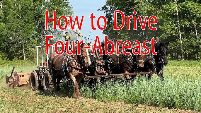 5 Ways To Learn Drive Four Horses Abreast A 2024