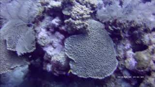 Grand Cayman shore dive at Sunset House 2018