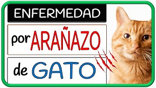 Instruir Método tocino Enfermedad por Arañazo de Gato - microbiología, signos y síntomas,  diagnóstico y tratamiento - YouTube