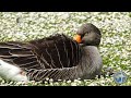 Гуси в дикой природе. Wild goose, epic nature shots.