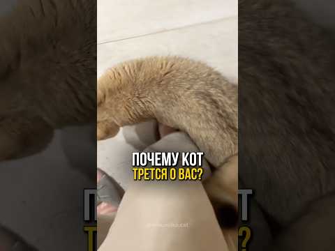 Почему котик трется о вас?🐱🩷