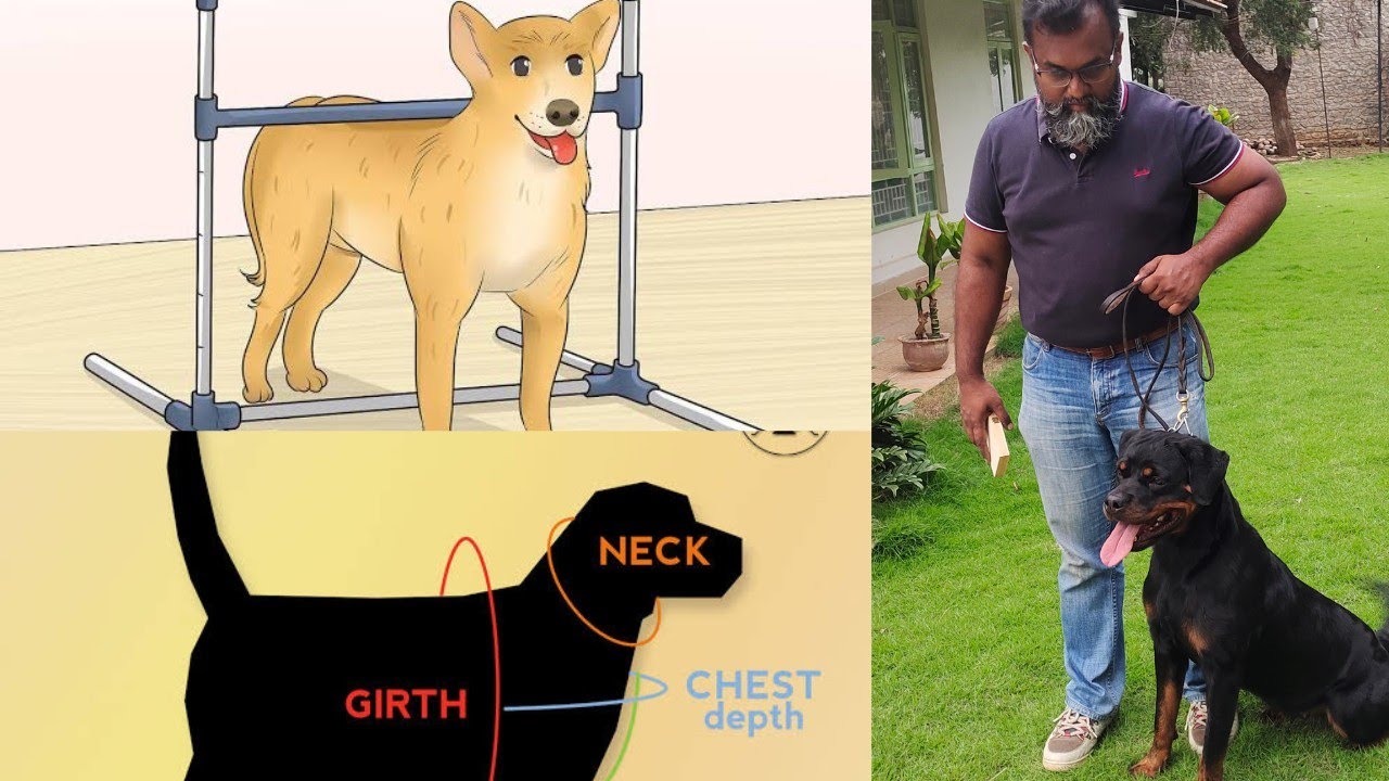 Height Length Dogs Height And Height Length Dogs Height And