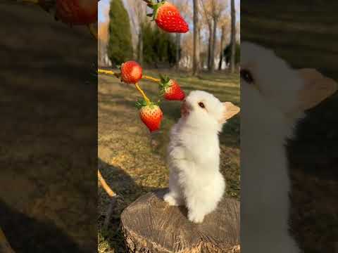 Adı Çilek #short #shorts #shortvideo #tavşan #rabbit