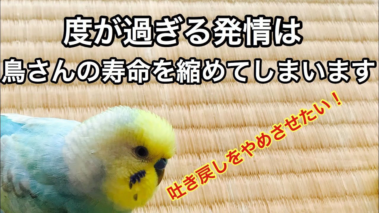 インコの発情 度が過ぎる発情は鳥さんの寿命を縮めてしまいます 吐き戻しをやめさせたい 可哀想ですがお気に入りのおもちゃを外します Youtube インコの発情 度が過ぎる発情は鳥さんの寿命を縮めてしまいます 吐き戻しをやめさせたい 可哀想ですがお気に入りのおもちゃを外します Youtube