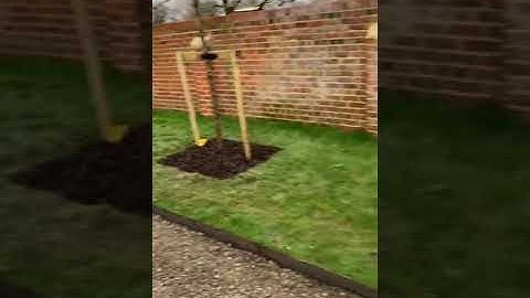 Tree Establishment/staking