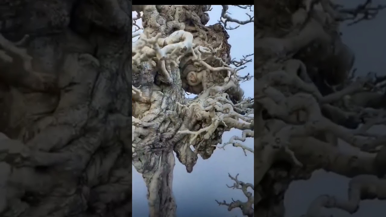 BONSAI SUREALIS INSPIRASI