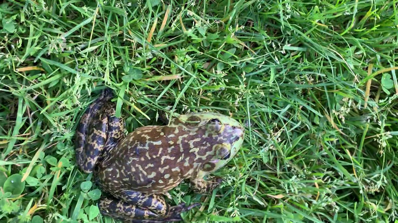 Screaming American Bullfrog Youtube