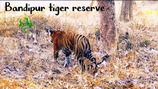 Day 3 Bandipur tiger reserve 🐯🦌🐒🐰 🐘 tiger, elephant,and lepord, deer,wild board spottings....JLR