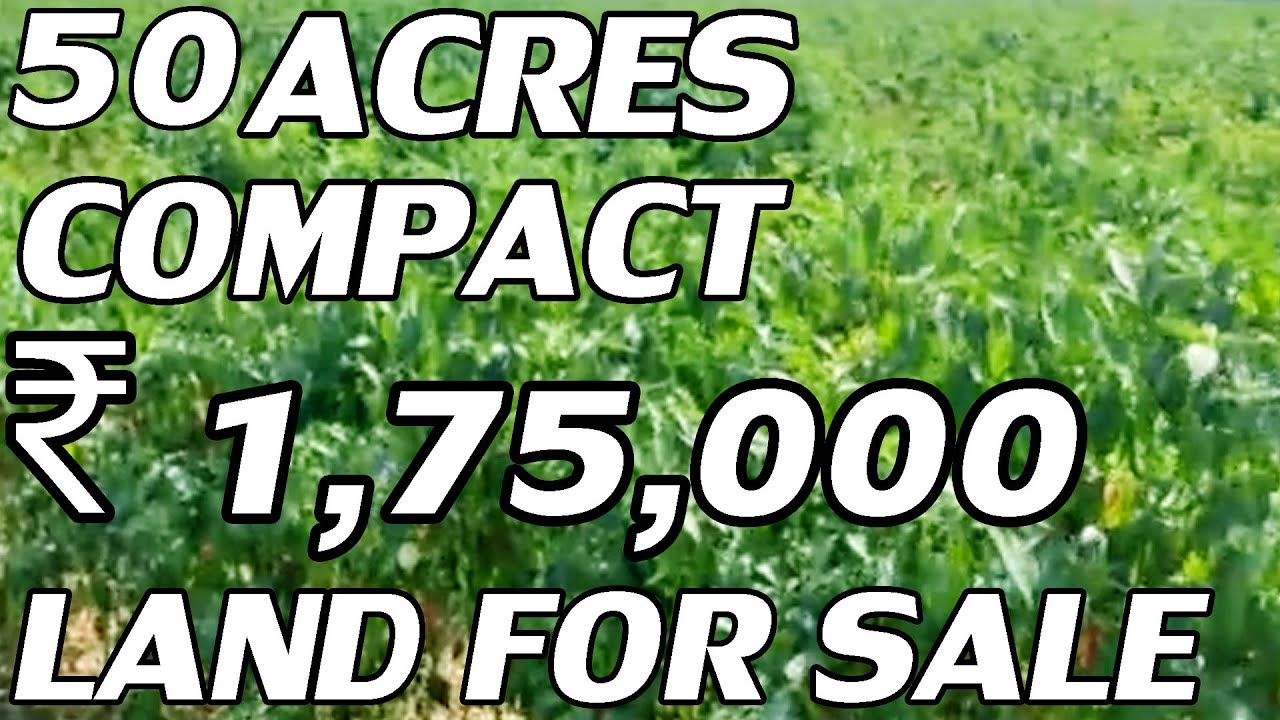 50 ACRES LAND FOR SALE GREEN MIRCHI CULTIVATION LAND