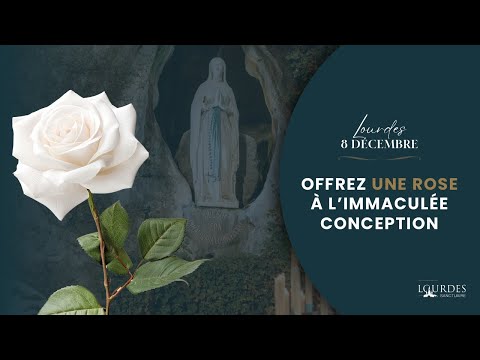Offer a rose to the Immaculate Conception