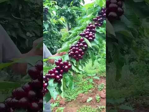 الكرز الأحمر زراعة ترند Agriculture Machine Farming اكسبلور Funny Garden الكرز الاحمر
