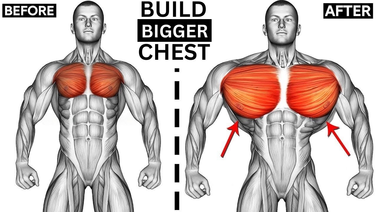 Chest Exercises for Beginners | Bigger Chest Workout - YouTube