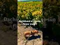 Oscar the dachshund at the sunflower maze ! #puppy #cutedogs #sunflowers #petlife