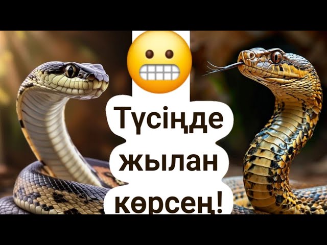 Кеуделі аққұба кончалары