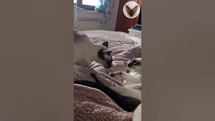 Watch the video about Morning fight without rules 😂😮😂 cats fighting | oriental cats | cat family 😂 #cutecats #catplaying