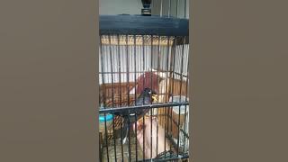 Jalak kebo bisa suara bayi nangis