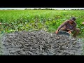 Unique Fishing Videos - Top Catching & Catfish in Traditional Village - Easy Catching