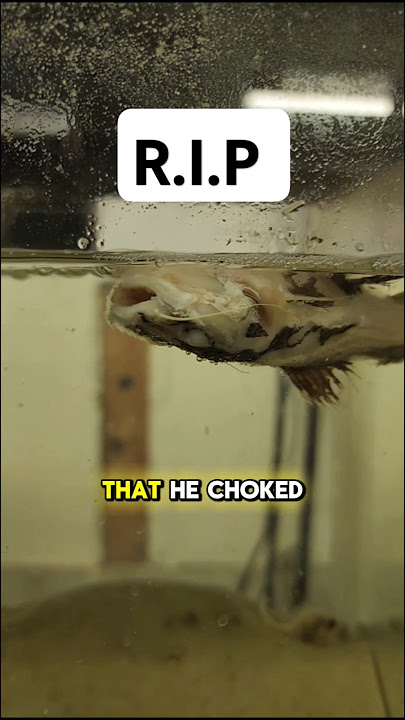 Download lagu My redtail catfish died when I went on vacation!