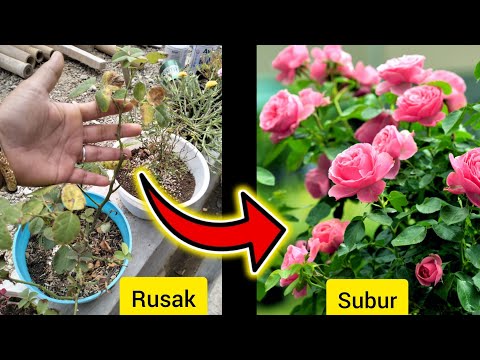 Video: Adakah bunga mawar menyukai tumbuhan asid?