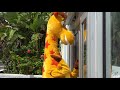 Is geoffrey the giraffe trying to make a major toys r us comeback
