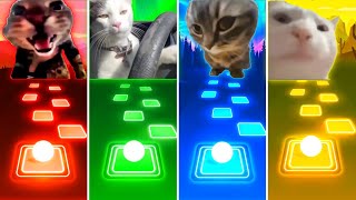 Doorbell Meow Cat vs Driving Cat vs Chipi Chipi Chapa Chapa Cat vs Vibing Cat - Tiles Hop EDM Rush