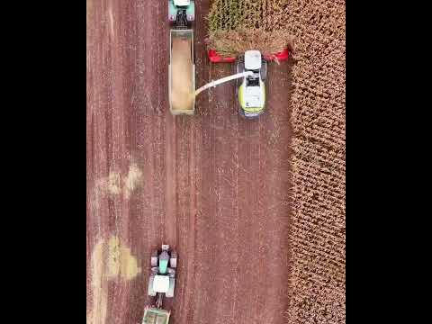 2023 حصاد الذرة  