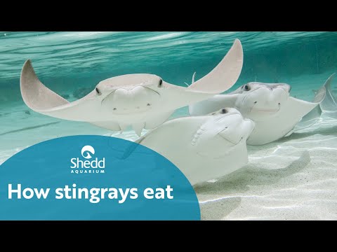 how-stingrays-eat