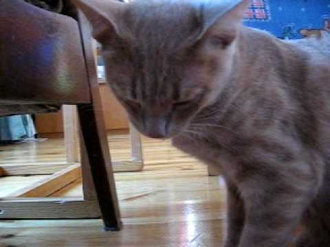 Кот отходит от наркоза