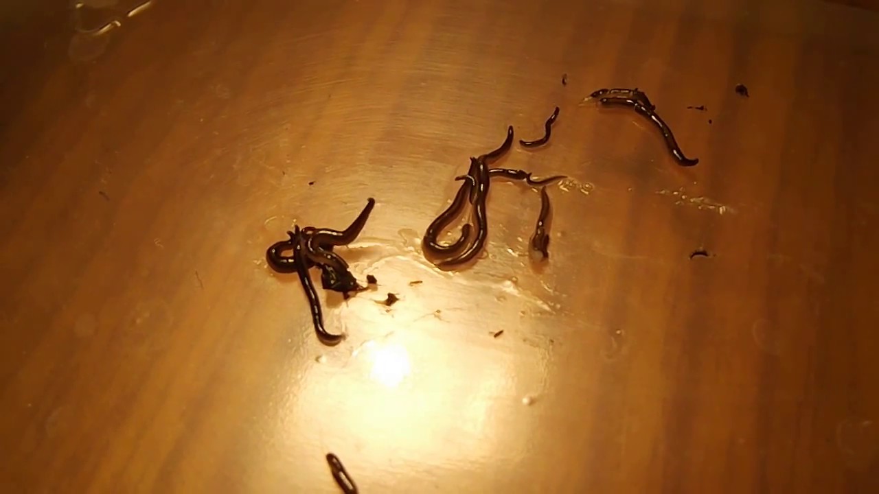 a féreg petéinek kaparási technikája szóda tisztítása parazitáktól