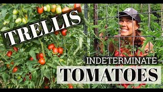 How to Prune and Train Indeterminate Tomatoes Healthy Plants & Easy Harvests!