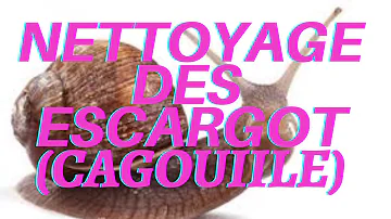 Comment faire dégorger les escargots ?