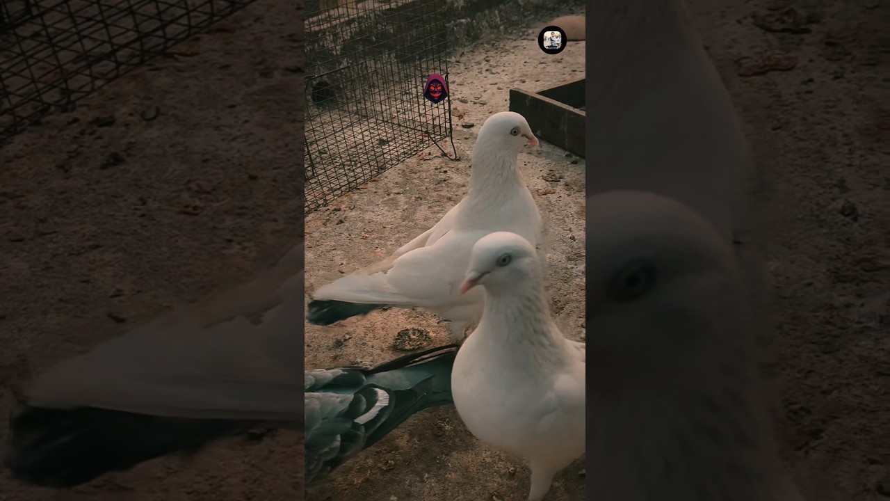 Pigeon attitude  😈 Pigeon king 👑 