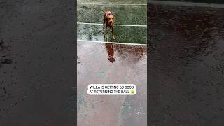 Vizsla’s rainy day activity ☔ #shorts #shortsfeed #vizsla #dog #puppyvideos