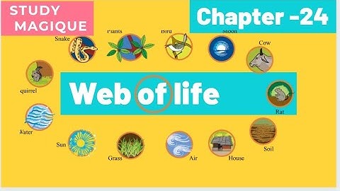 WEB OF LIFE  (HINDI ME) || CHAPTER -24 || EVS CLASS 3 || NCERT CHAPTER- 24 || CBSE