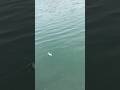 Fishing#lure#lurefishing