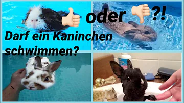 Haben Kaninchen Freude am Schwimmen?