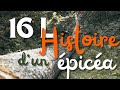 16l  histoire dun pica  le bois de lutherie 
