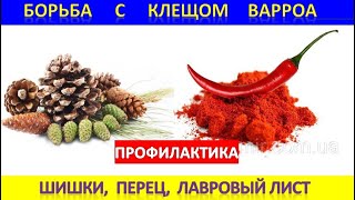 Борьба С Клещом Варроа. Профилактика.  Перец, Лавровый Лист. Шишки.