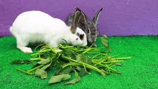 Cute Cute Baby Rabbits Eating Vegetables screenshot 5