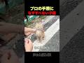 熟練の手つきに数秒で子猫お迎え完了！