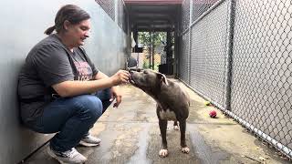 Addie A318336