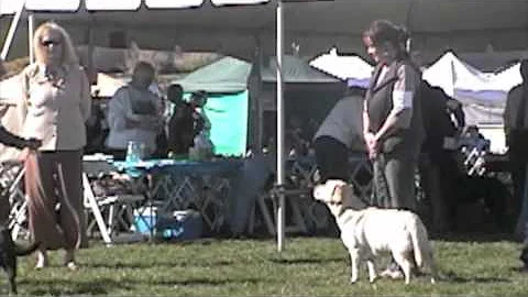 Sunday, 9-12 Puppy Bitches,Sporting Dog of NM show...