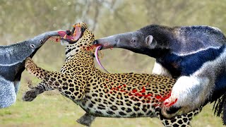 Hungry Leopard Is Easily Defeated By The Giant Anteater&#39;s Long Beak - Anteater Vs Leopard