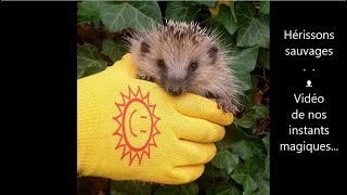 Le hérisson sauvage, instants magiques, du biberonnage des bébés au relâchage - hedgehog