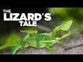 view The Lizard&apos;s Tale 102: Does Evolution Repeat Itself? digital asset number 1