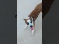 shadow needs to join the league