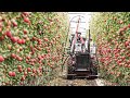 How to produce millions of apple tree  apple seedlings production  harvesting and processing apple