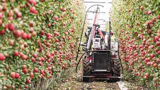 How to produce millions of Apple Tree - Apple Seedlings Production - Harvesting and processing Apple
